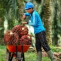 Petani Sawit Kaltim Tertekan, Harga TBS Terendah sejak Awal 2025
