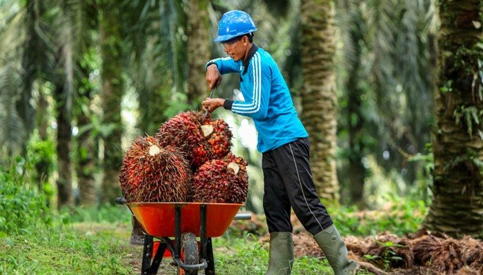Petani Sawit Kaltim Tertekan, Harga TBS Terendah sejak Awal 2025