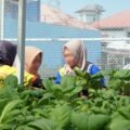 Lapas Bontang Panen Sawi Hidroponik, Warga Binaan Dibekali Ilmu Bertani Modern