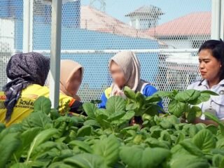 Lapas Bontang Panen Sawi Hidroponik, Warga Binaan Dibekali Ilmu Bertani Modern