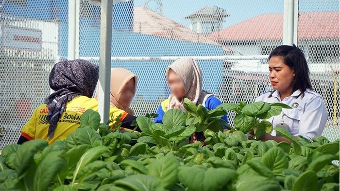 Lapas Bontang Panen Sawi Hidroponik, Warga Binaan Dibekali Ilmu Bertani Modern